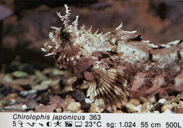 Chirolophis japonicus